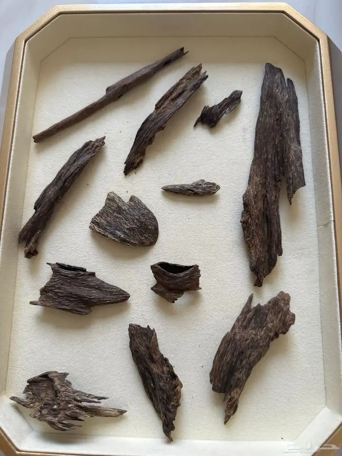 كلمنتان مالينو تربل (تم البيع) 1