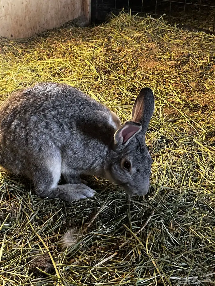 ارانب للبيع شرط. 3