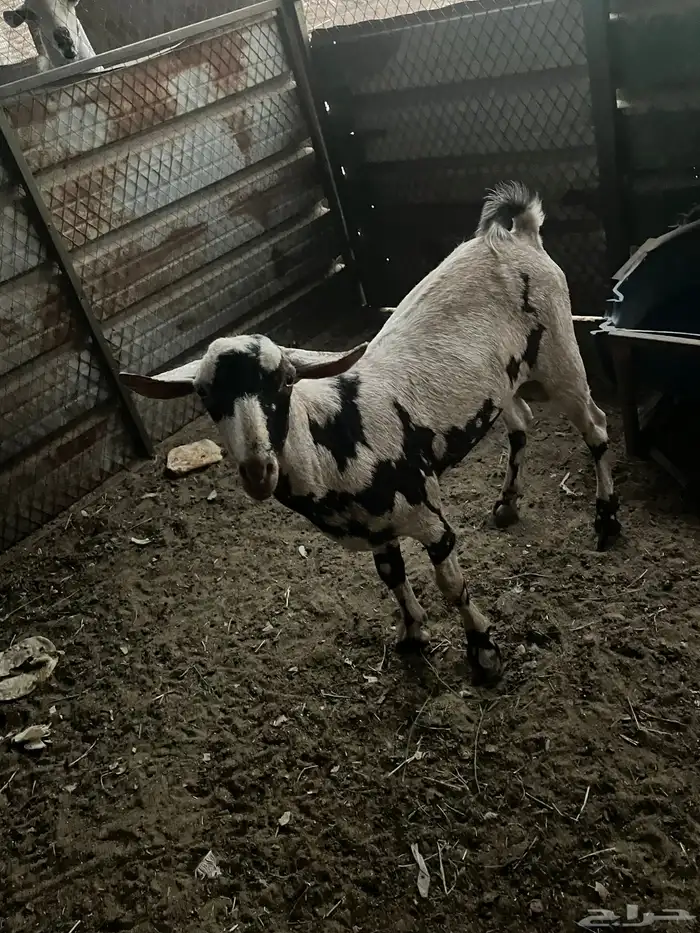 للبيع تيس عماني عله سوم 1