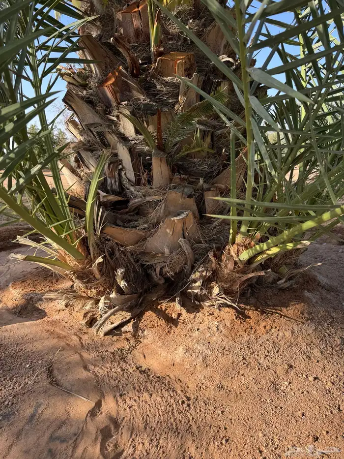 فسايل نخل للبيع 1