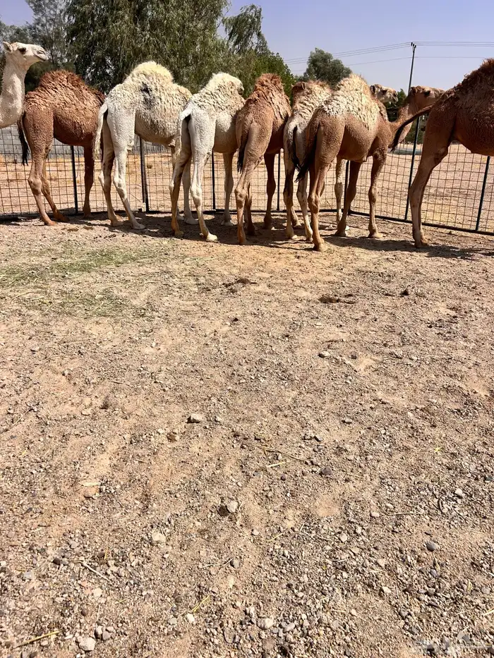 حيران فاخره 1