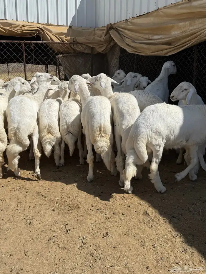 35 خروف شرط مقفله شحم وطرف وجنب 3