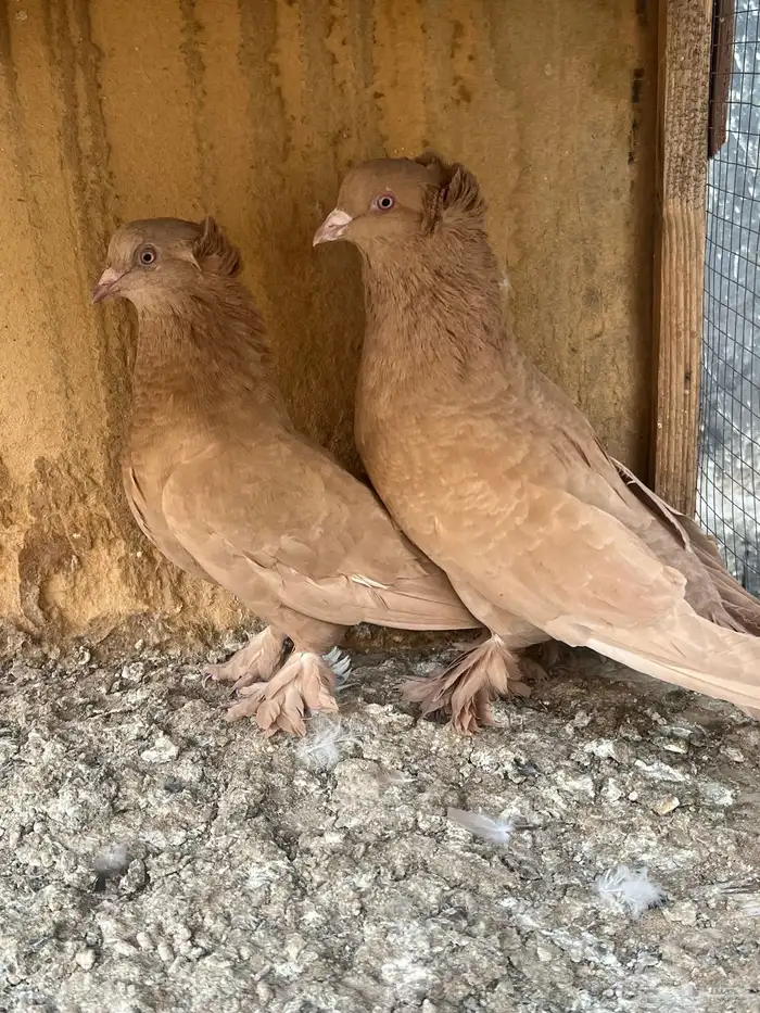 جوز عراقي حمام 0
