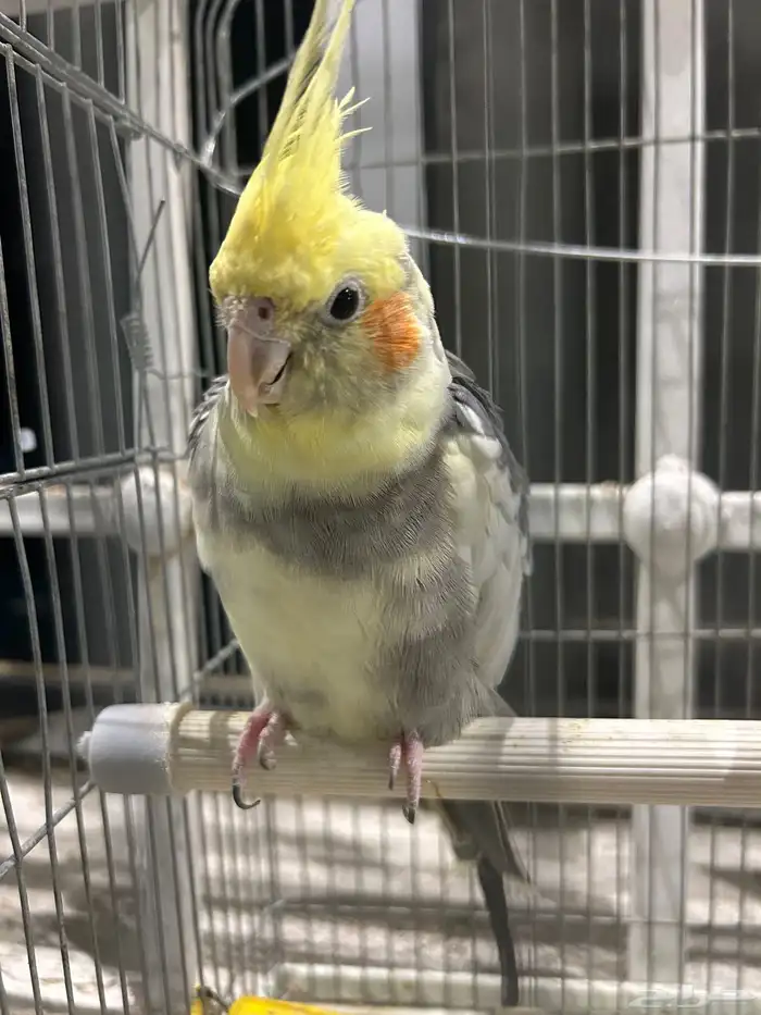 طيور للبيع زوج باجي وذكر كروان ذكر يغرد تغريد جميل 3