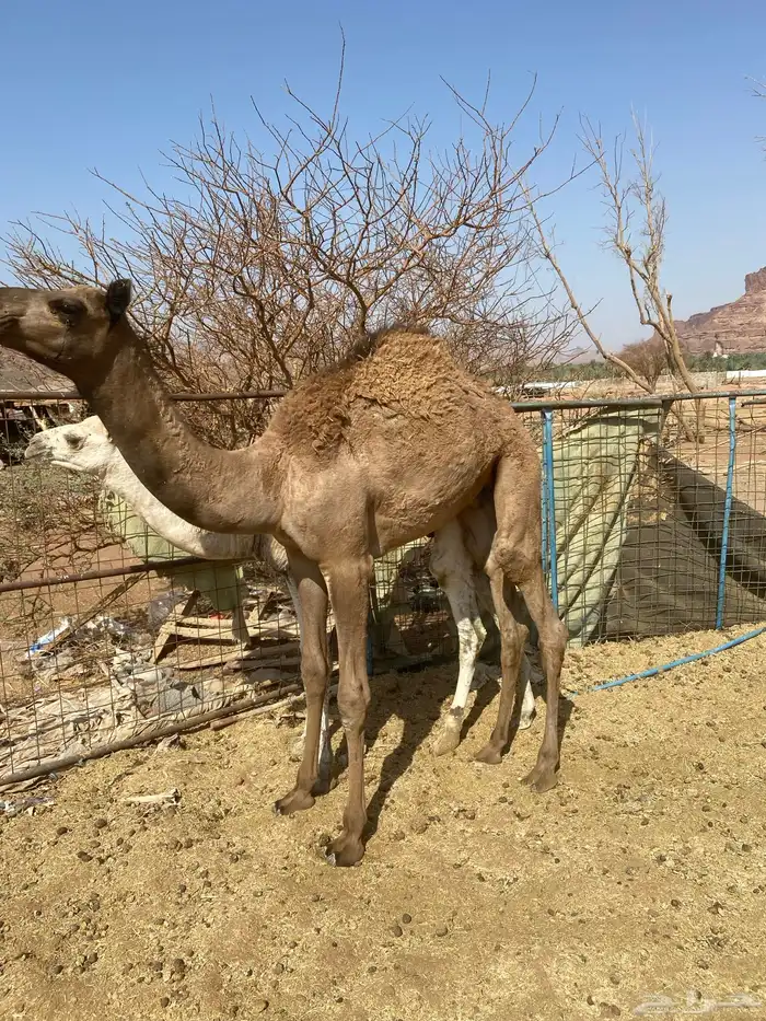 قعود للبيع 2