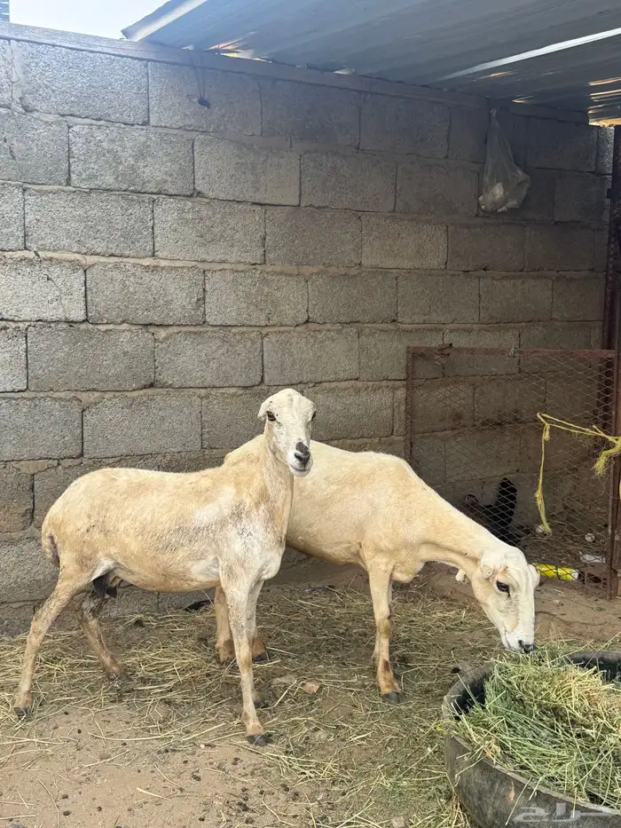 2 ضان دفيع 0