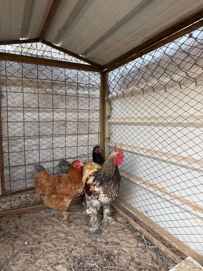 دجاج أمريكي 2