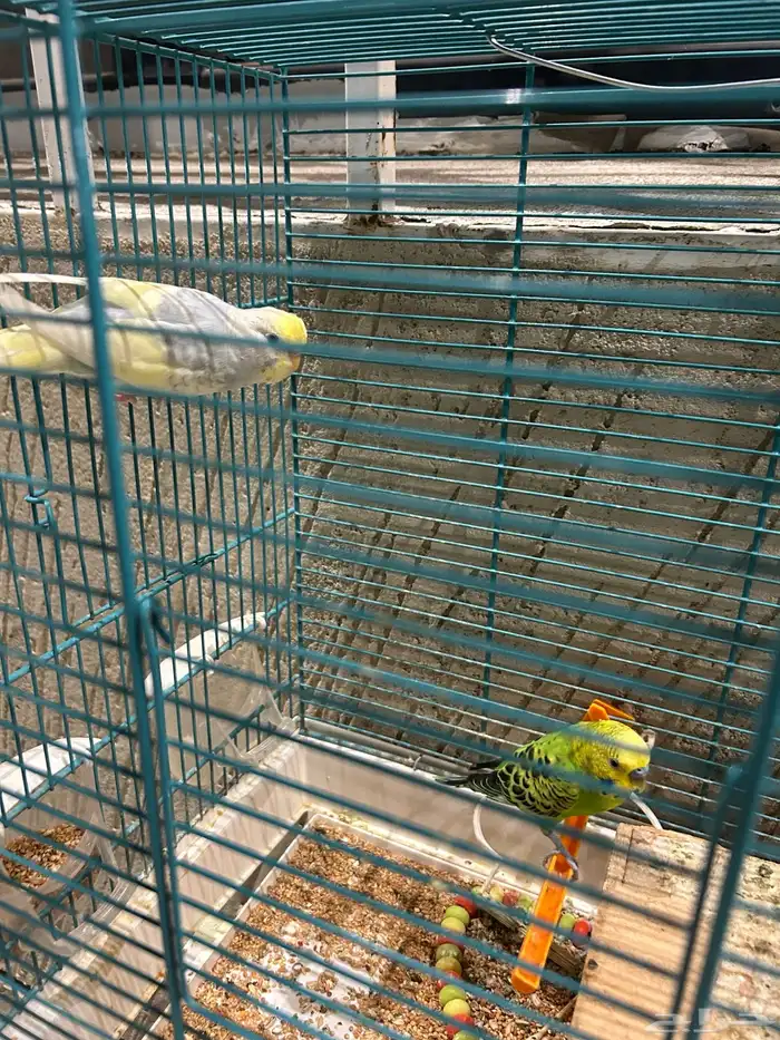 طيور للبيع زوج باجي وذكر كروان ذكر يغرد تغريد جميل 6