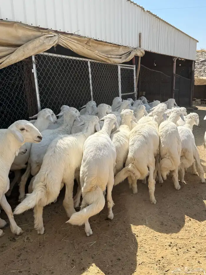 35 خروف شرط مقفله شحم وطرف وجنب 20