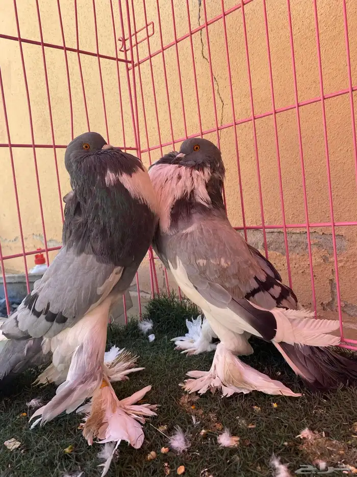 ازوج حمام للبيع 5