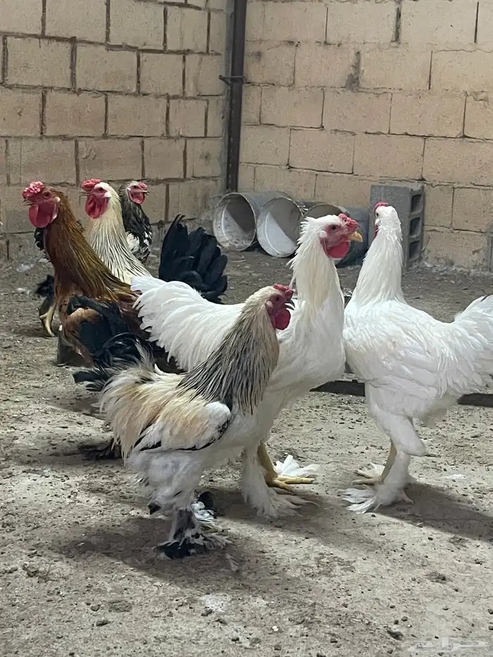 ديكة براهما 30 ريال 2