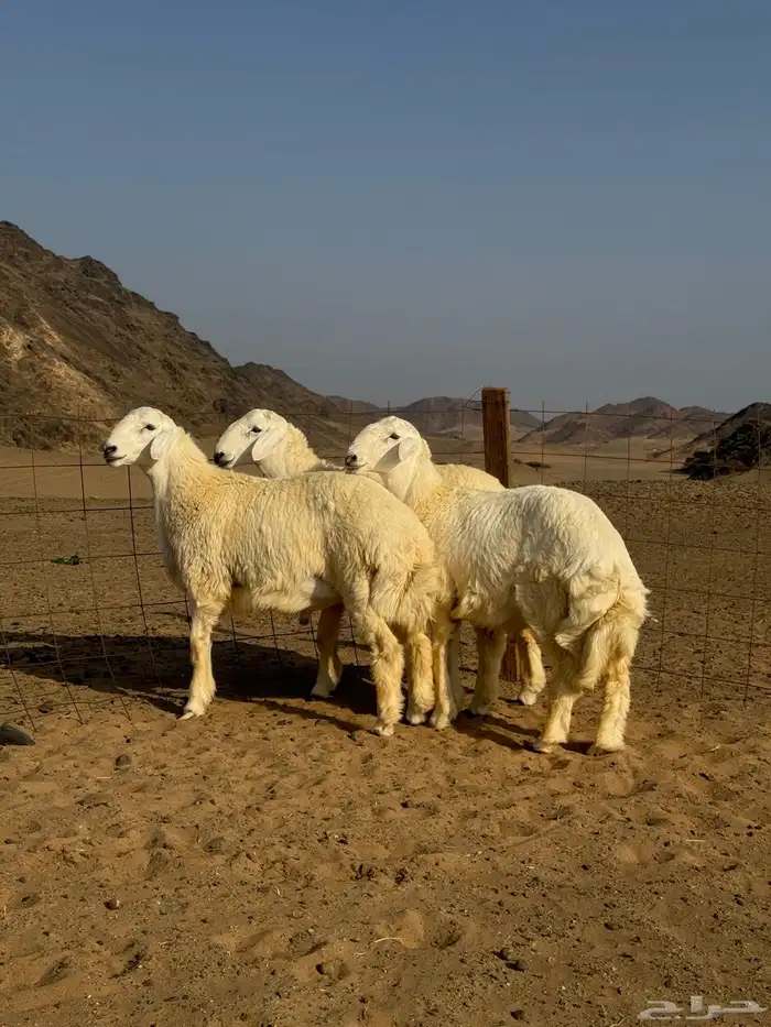 طليان حريات 2