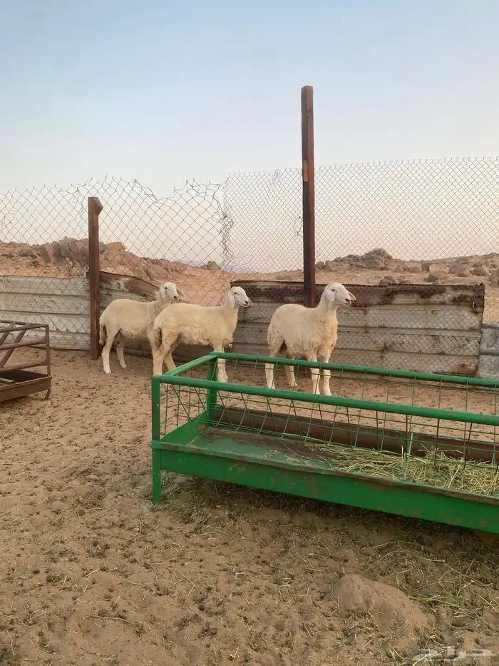 رخال حريه ( تمم البيع ) 6