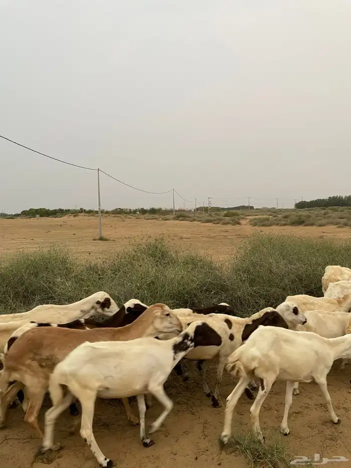 غنم سالم كل العيوب 0
