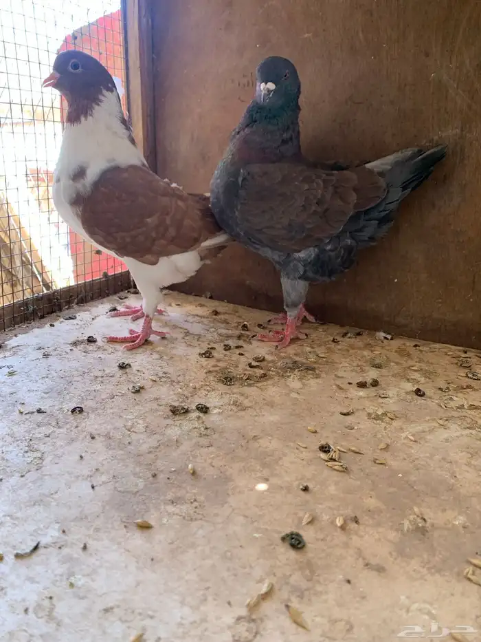 حمام زينه كنيق سوداني بلجيكي سراجي و تركي حمام منتج 1