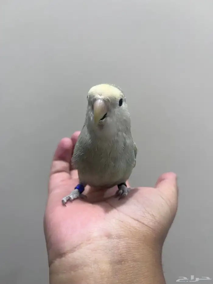 روز اليف لون مميز 0