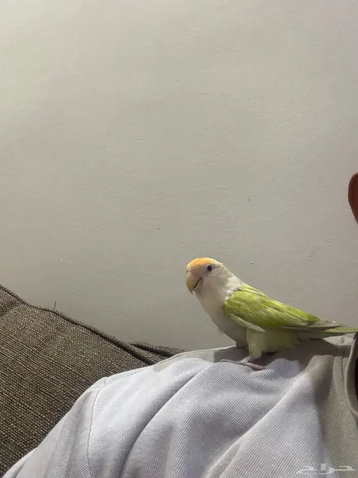 انثى الليفه منتجه 4