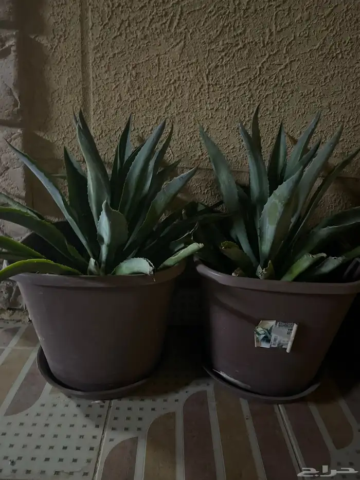 شجر صبار زينه 0