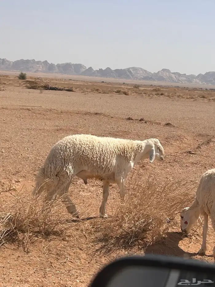 خروف حري صنف 2