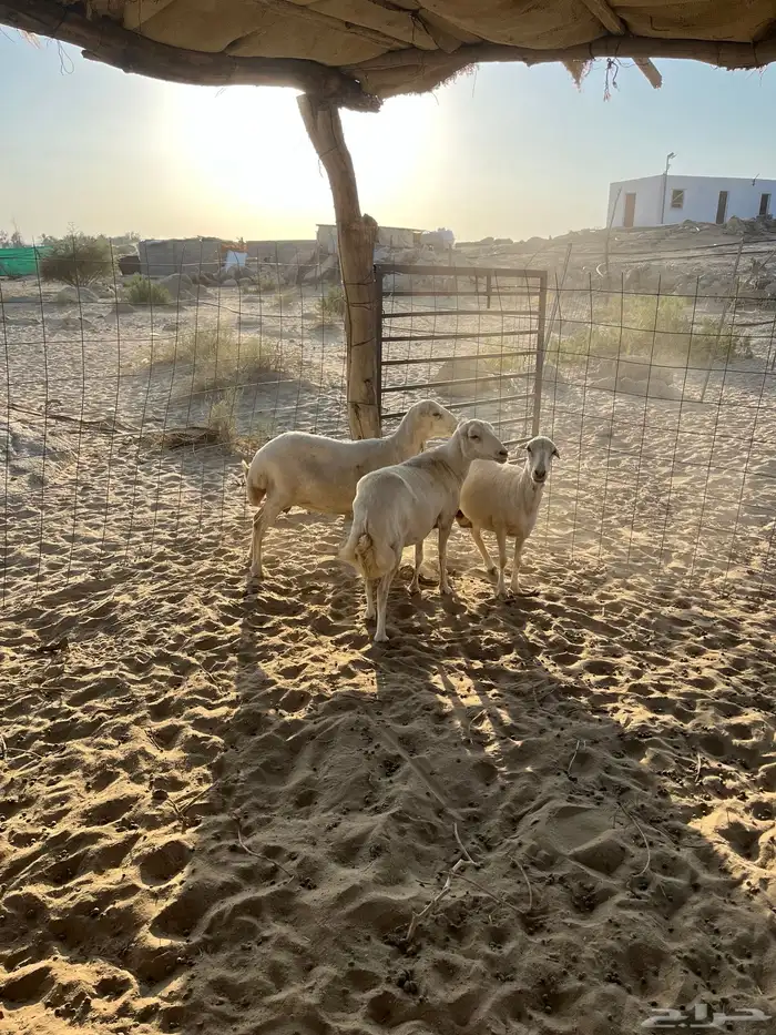 ضان تهاميه 2