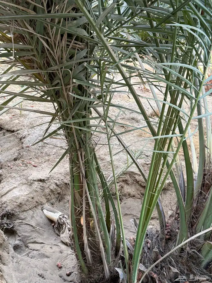 جثيث صفري للبيع كبير وصغير 2