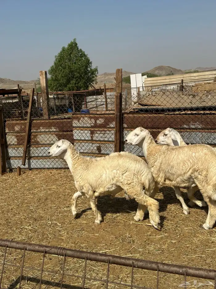 طليان حري ثلاجة مناسبات 1
