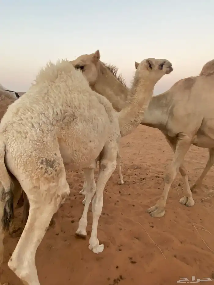 قعود عمره 7 شهور ولد الزعيم الباتلي ولد مضيم عمير ع التحليل 1