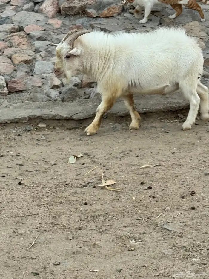 تيس قزم هولندي 1