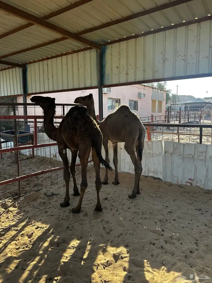 قعدان طيبه وصحتها فل 0