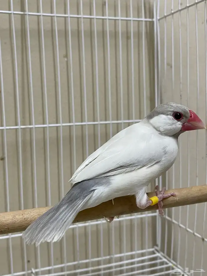 ذكر جاوا طفرة (تم البيع ) 0