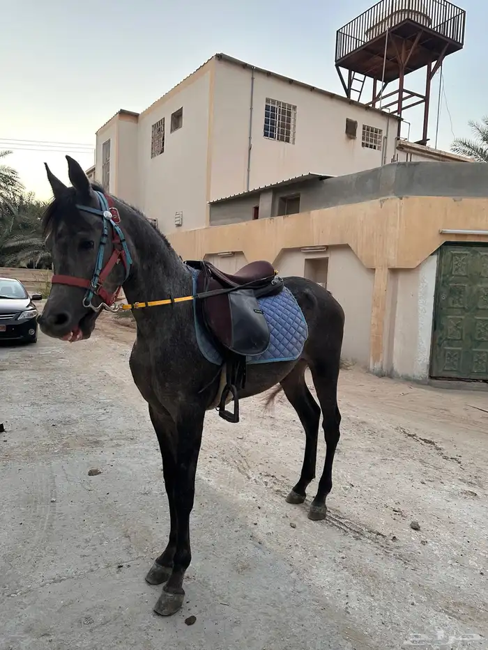 مهر شعبي معسوف هادي 0