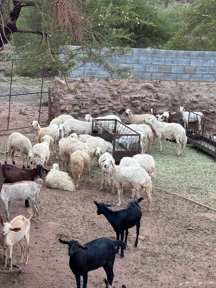 ضان ومعزاء ولاد عدد 28 الضان والمعزاء 17اسنانها صغار 1