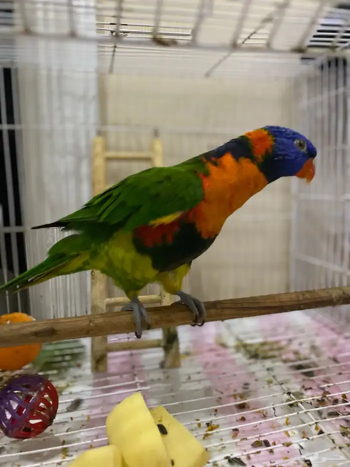 ببغاء لوري 0