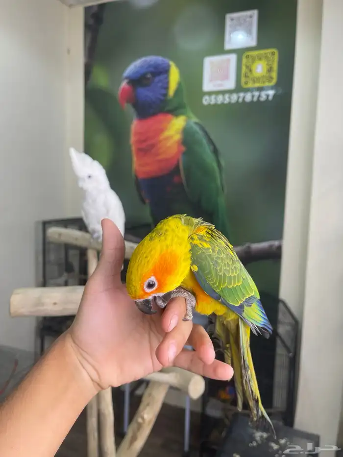 صن كنيور اليف وهدد تم البيع 1