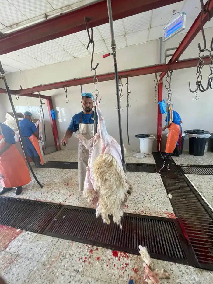 ذبايح فاخره ثلاجه تمايم ضيفه 5