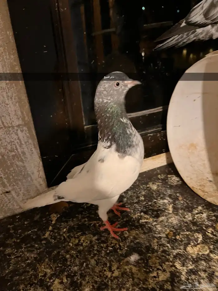 حمام للبيع 3