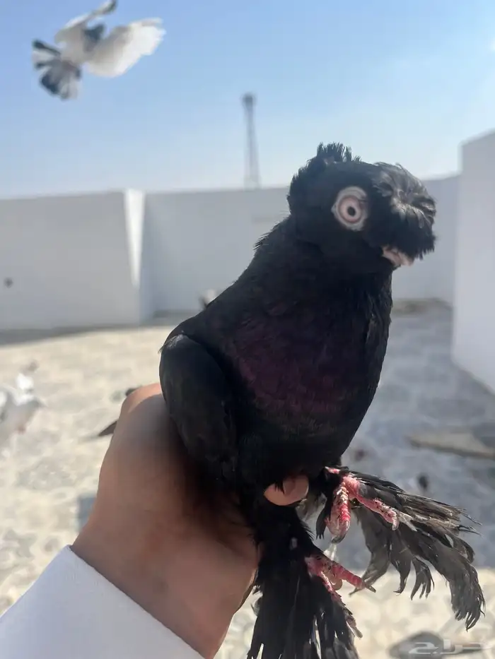 جوزين اوزبك مستوى تب 0