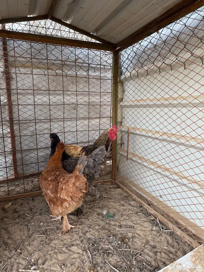 دجاج أمريكي 1