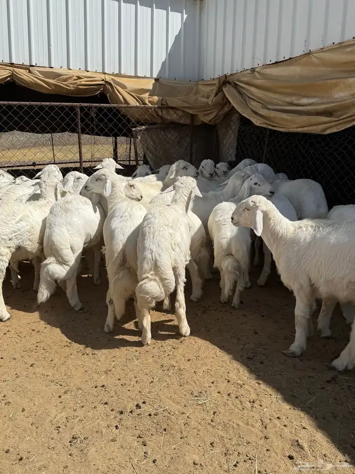 35 خروف شرط مقفله شحم وطرف وجنب 9
