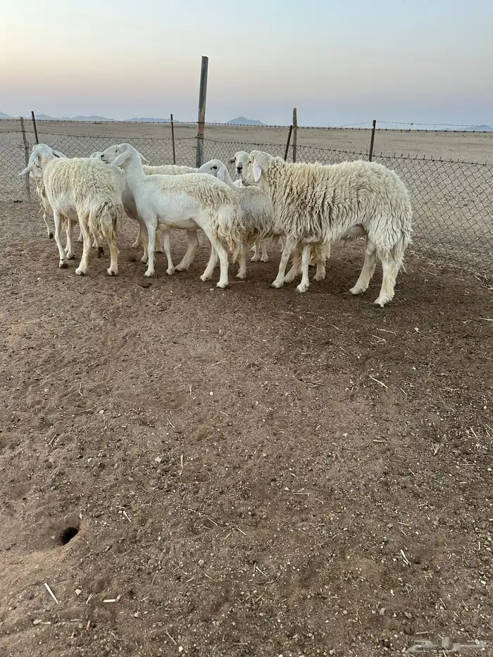 حريات طيبه 3