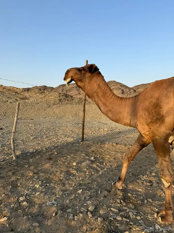 بعير حمر ادهم رباع 4
