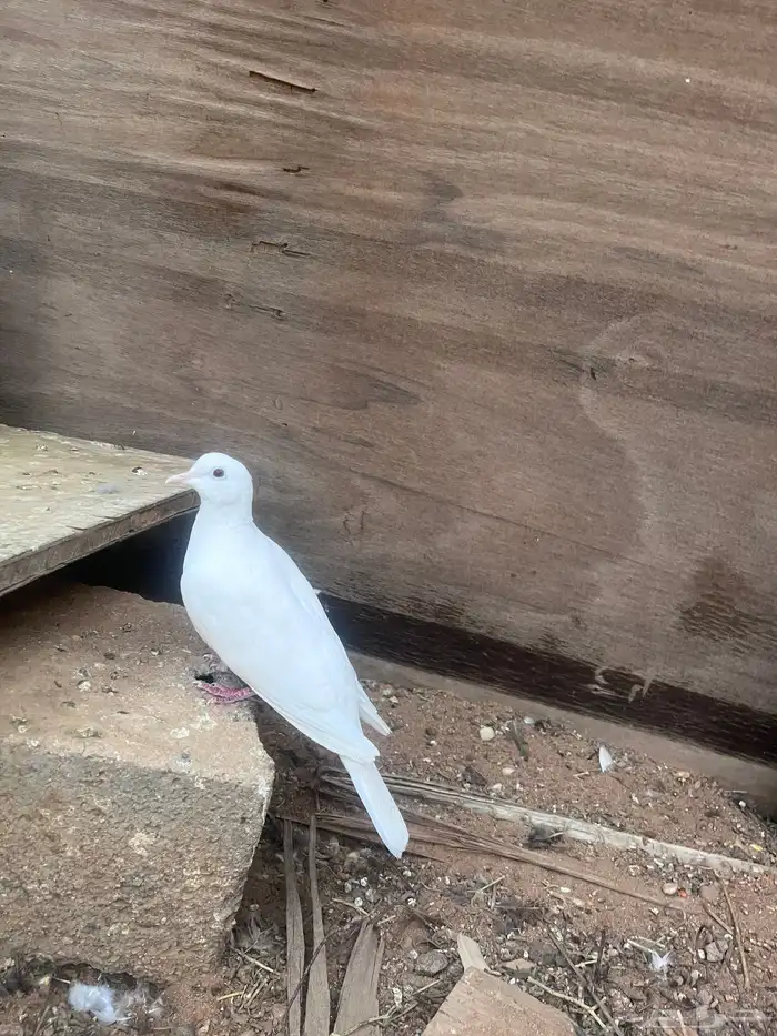قمري هولندي 0
