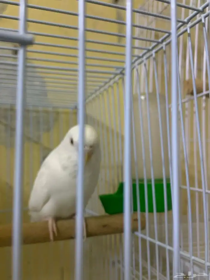 للبيع جوز بادجي 8