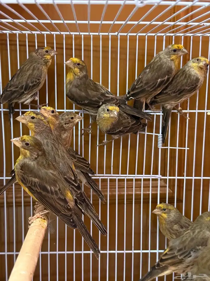 هاوس فينش الاصفر او النينو الجزائري 2