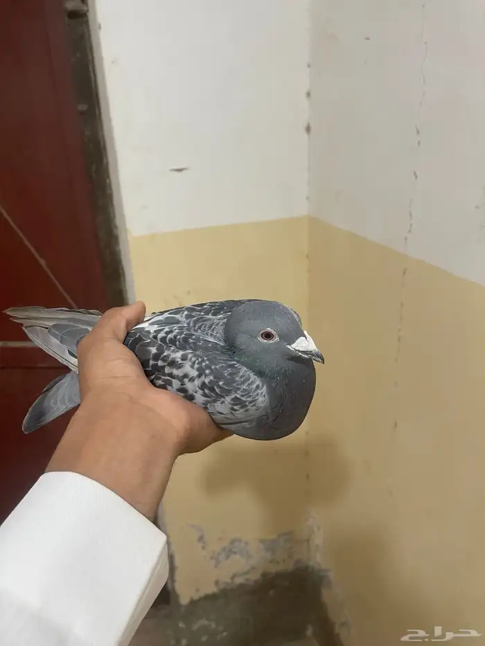 زاجل سباق محجل KSA2020 ورقم تسلسلي 1