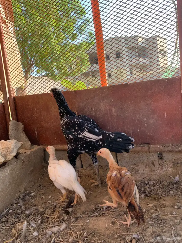 دجاج سندي 12