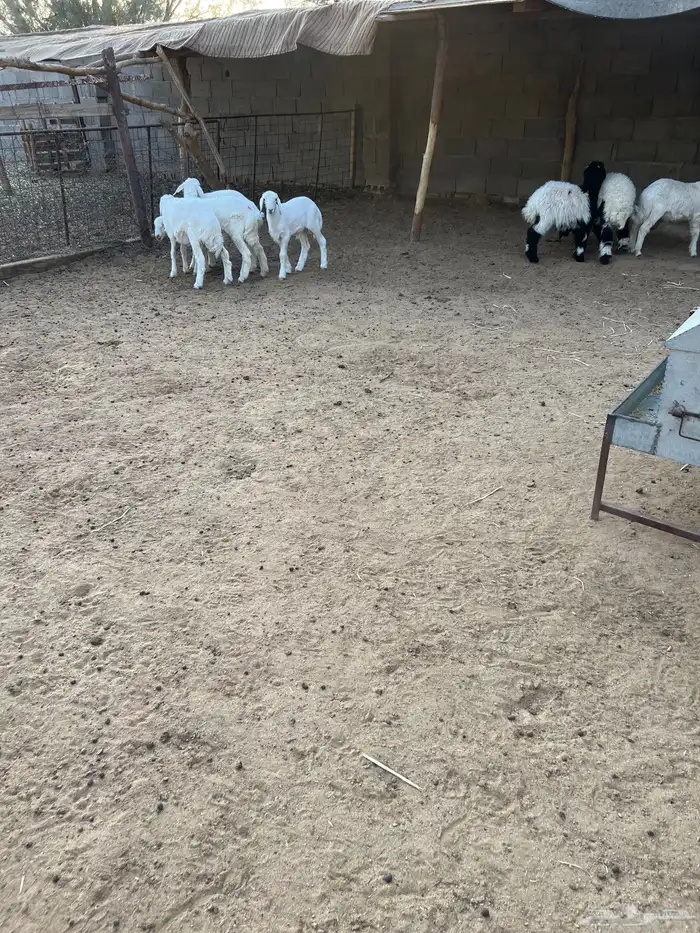 بهم للبيع هرافي لبانيات 2