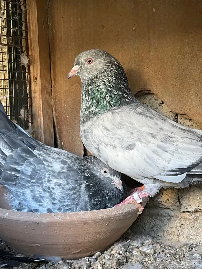 حمام بكستاني 3