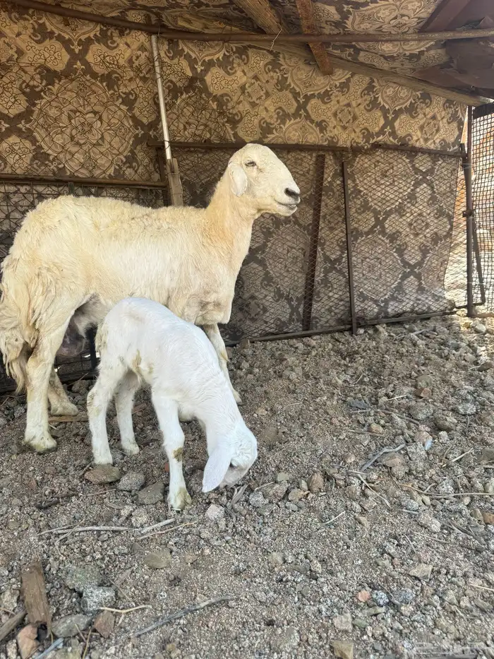 غنم مقاني للبيع 4