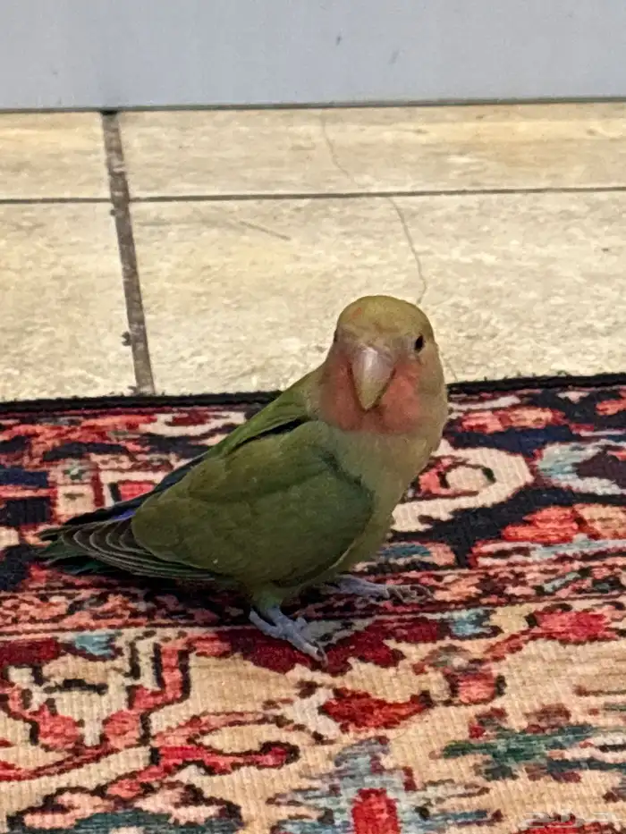 طير روز أليف ثنين ذكر و أنثى 2